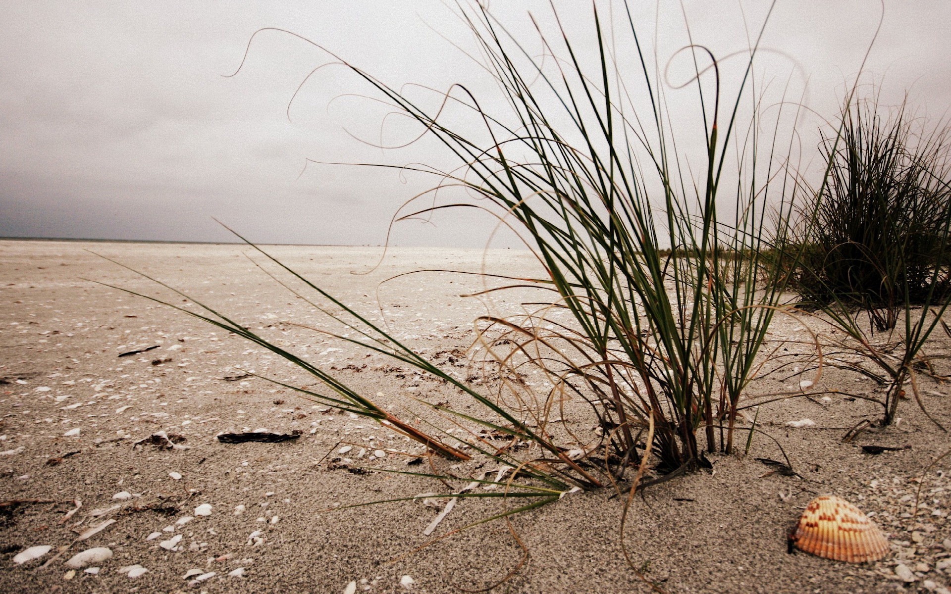 herbe rivage coquillage