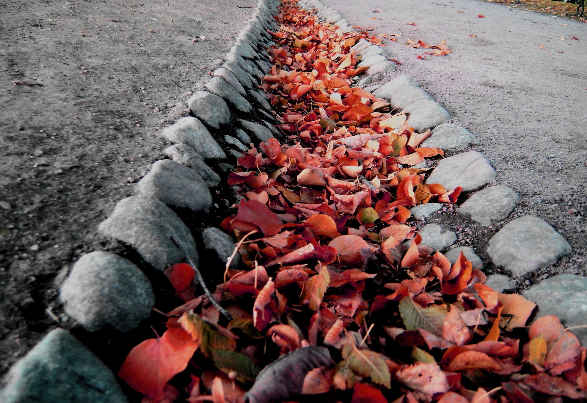 feuilles ornière automne