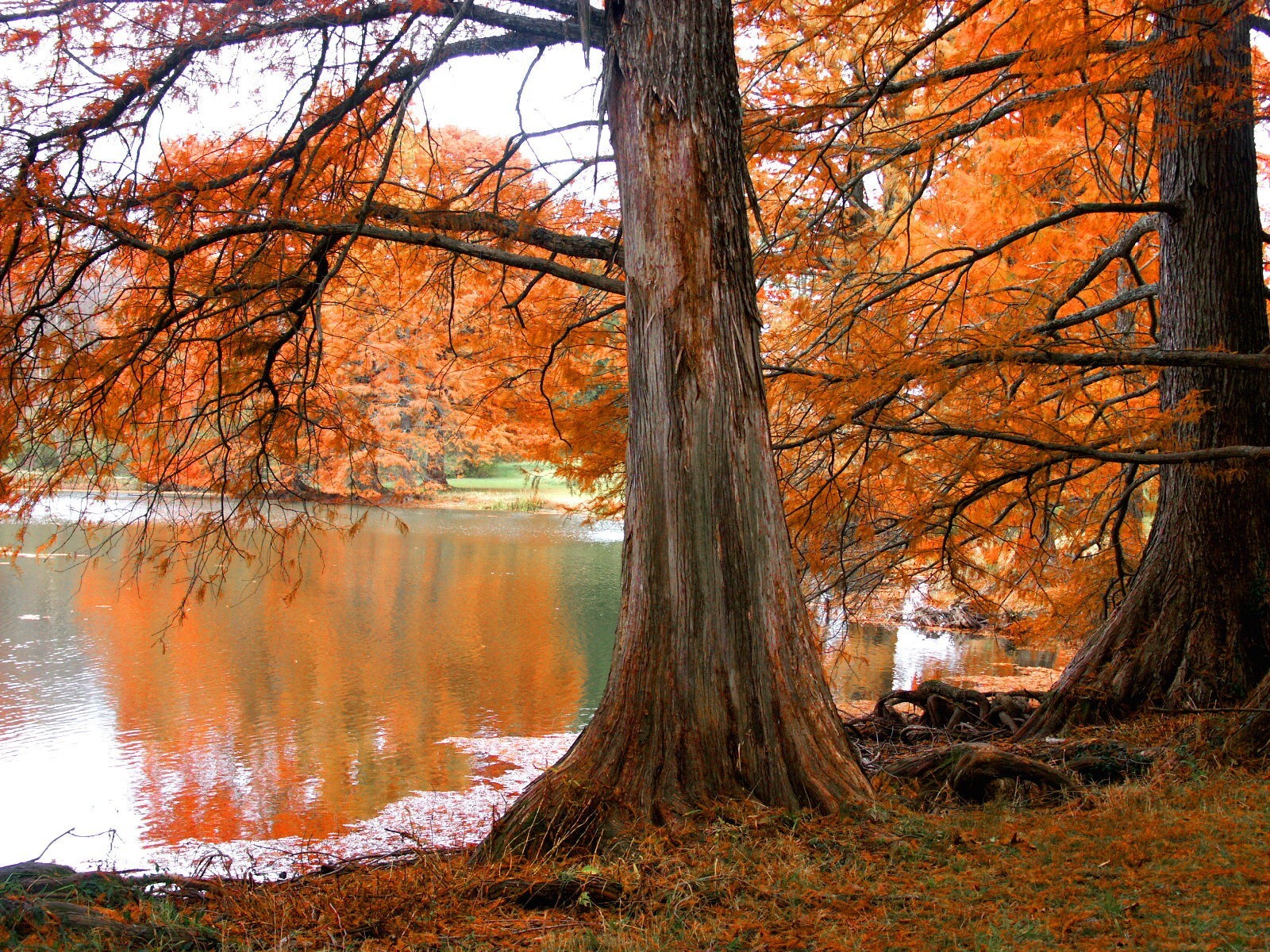 árbol otoño lago