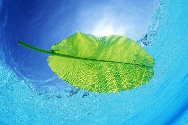 Green leaf in water