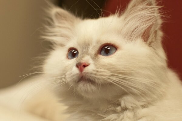 Retrato de un gato peludo blanco con ojos azules