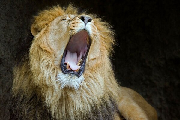 Yawning, the lion opened its huge fanged mouth