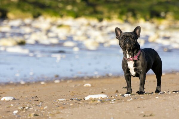 French black bulldog on the shore