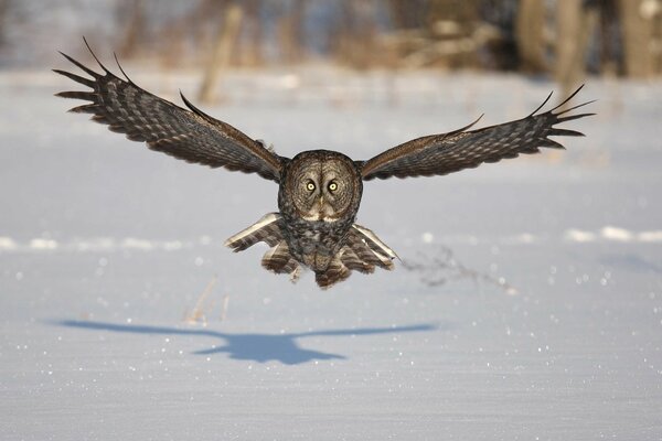 The owl flies leaving a shadow on the snow