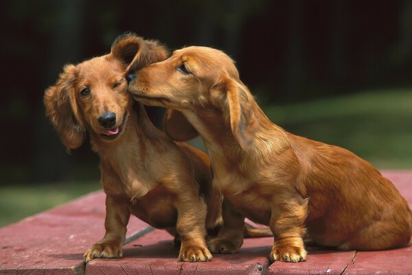 Friendly dachshunds play on a sunny day outside