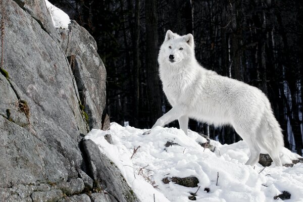 Raubwolf am Wintermorgen