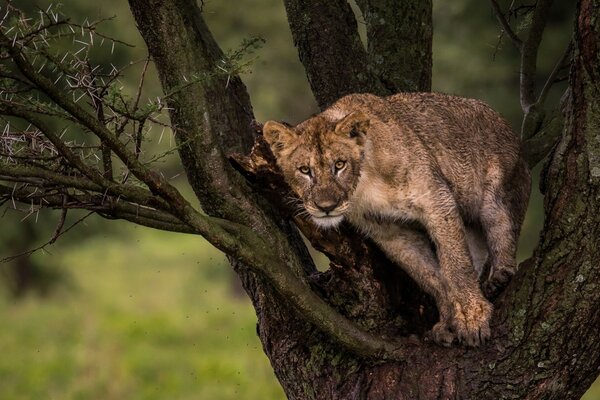 Animal effrayant prédateur sur l arbre