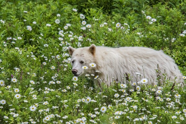 Polar bear in the field of daisies