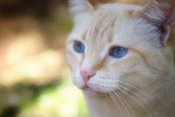 Nachdenkliche blaue Augen. Reizker