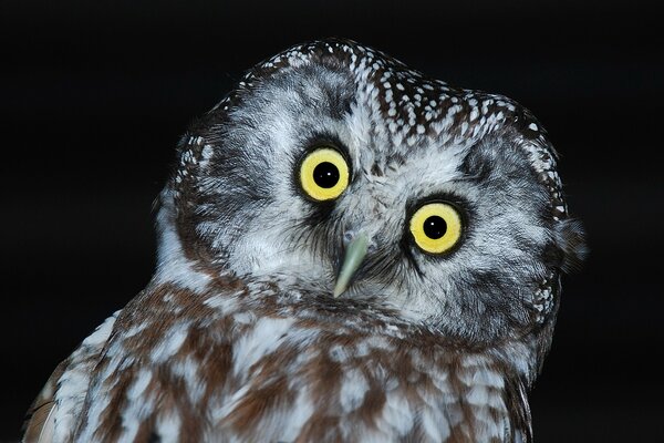 Owl s head on a dark background