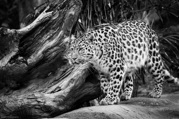 Crouching Amur leopard in black and white