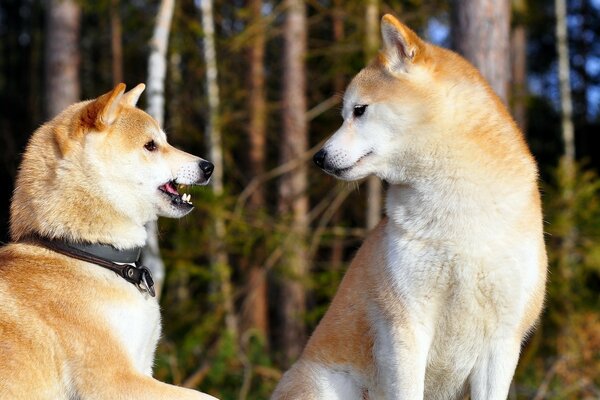 Akita-inu. Nettes Foto