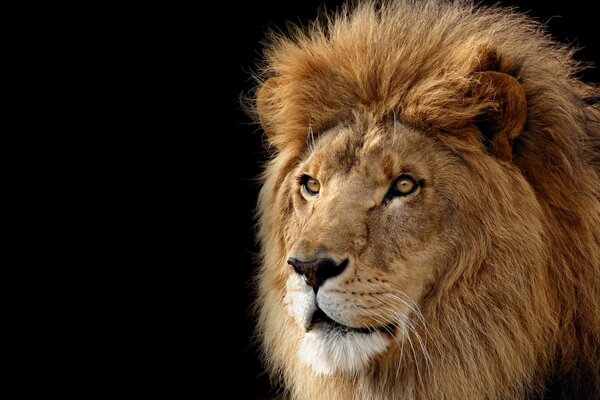 A lion with a fluffy mane looks into the distance