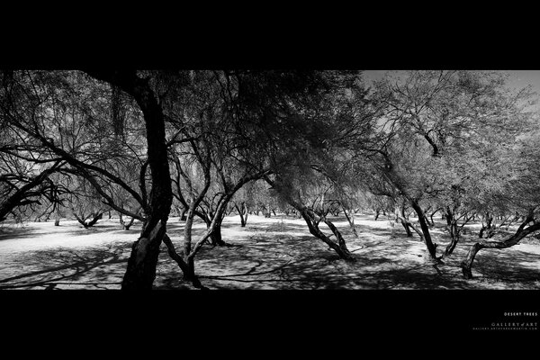 The forest is beautiful in black and white