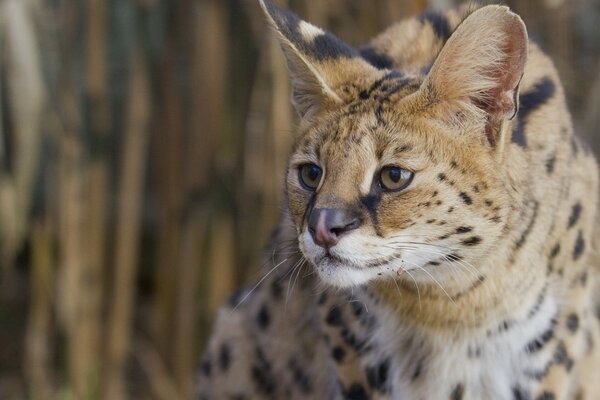 Serval, le conquérant esthétique des arbustes