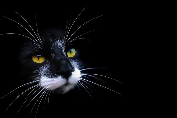 Czarna pantera, czarno biały kot
