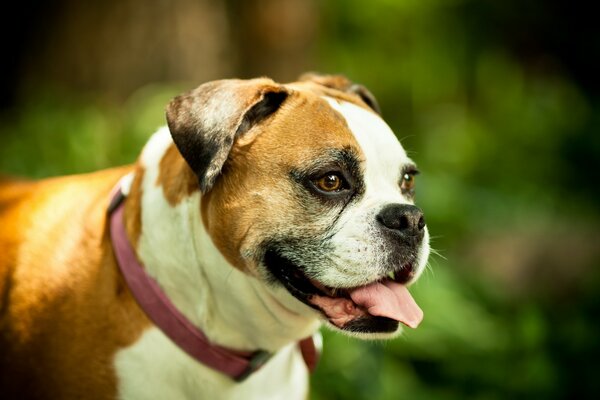 A red dog on a background of trees