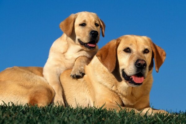 Cani rossi grandi e piccoli