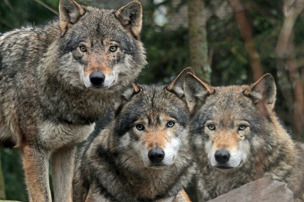 Tres lobos grises mirando a lo lejos