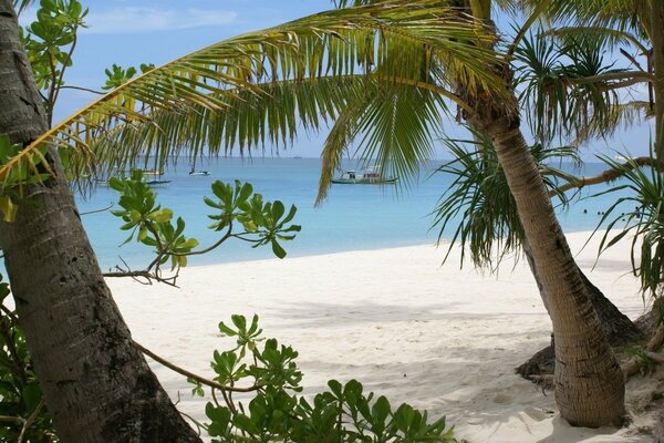 Palmeras en la costa de arena de la isla