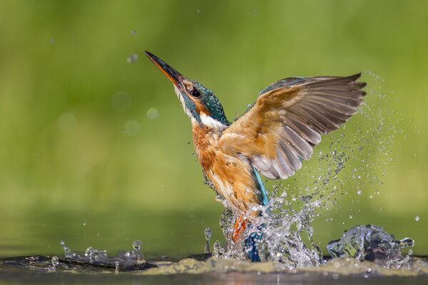 The kingfisher has spread its wings and is taking off from the water surface