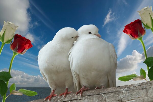 Couple de pigeons roucoulant sur l amour