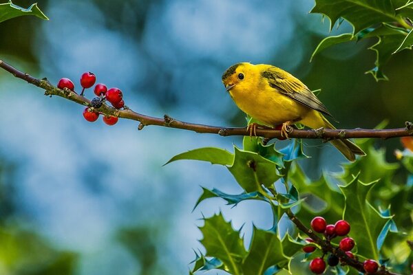 Oiseau jaune sur une branche avec des baies