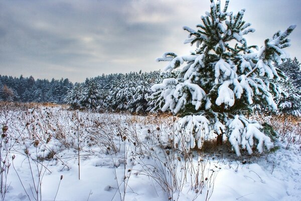 Cold winter Christmas trees and trees are covered with snow