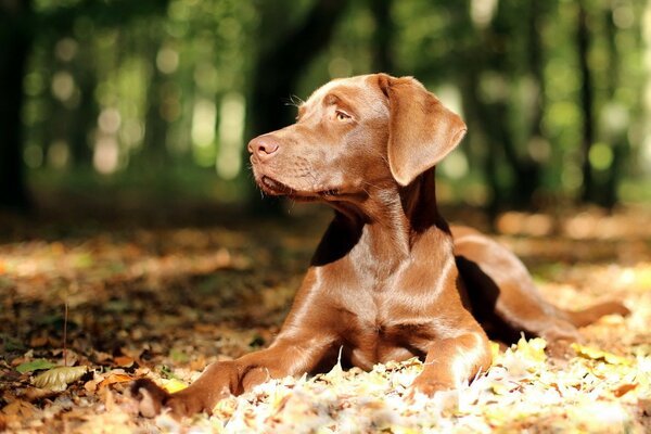 Perro de chocolate bajo el sol en el bosque