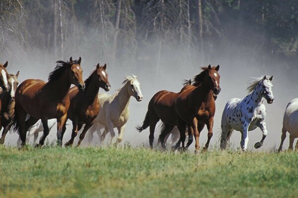 A herd of horses in an open field