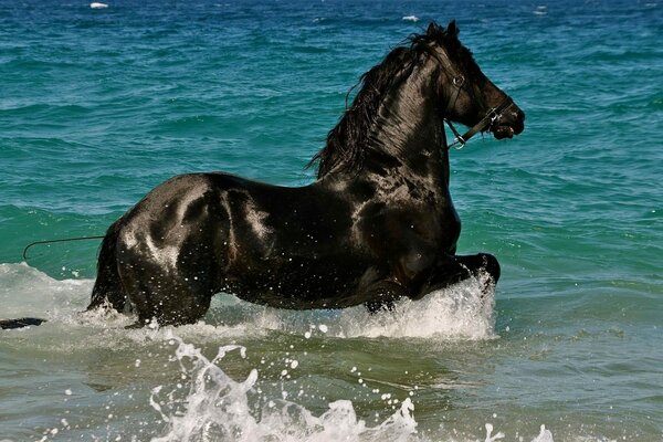 Ein schwarzes Pferd, das auf dem Wasser harzt