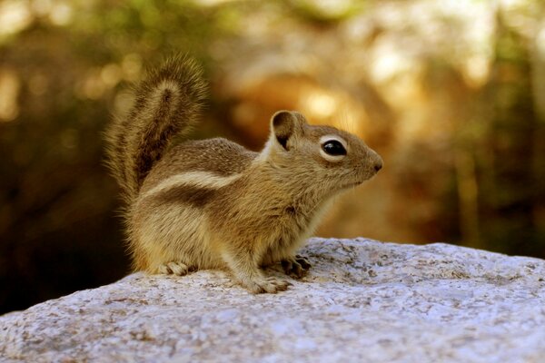 Pequeña ardilla en la naturaleza