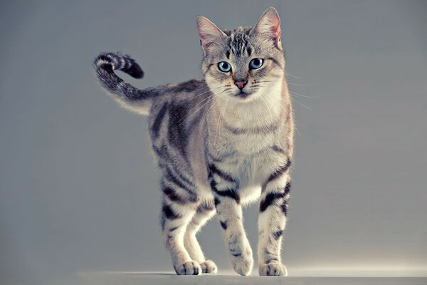 Hermoso gato con ojos azules