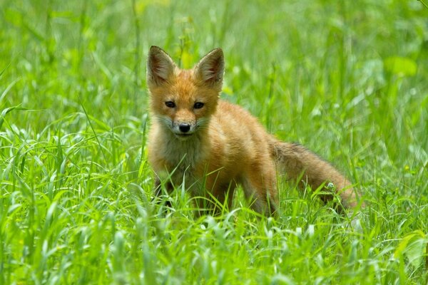 Kleiner Fuchs im grünen Gras