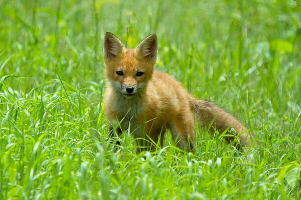 Pequeño zorro en la hierba verde