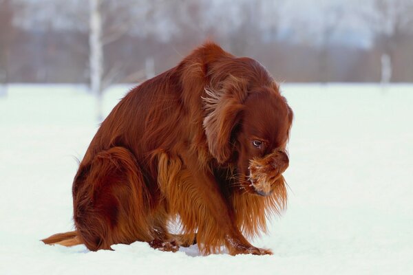 Setter im Schnee versteckte seine Nase