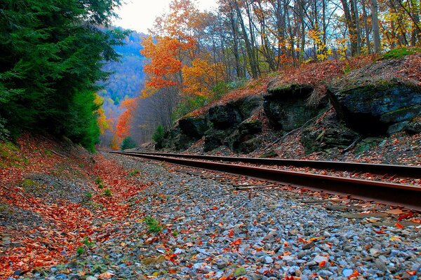Ferrocarril en el bosque de otoño