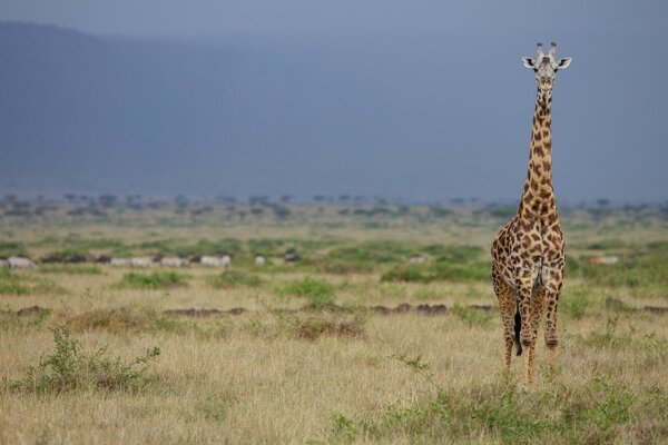 A lonely giraffe in an empty savannah