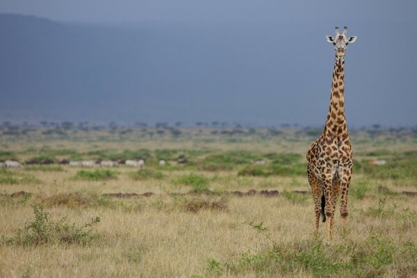 Girafe solitaire dans la savane vide