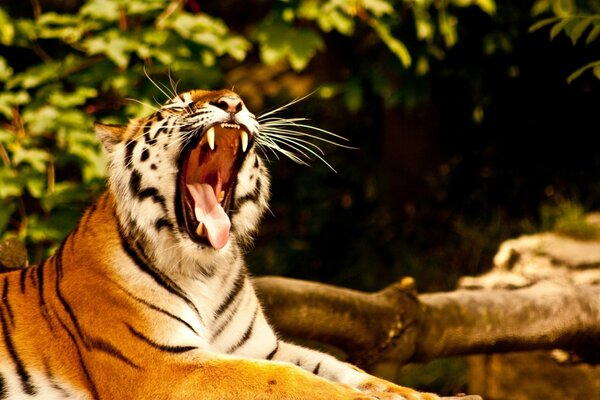 Il gatto soriano selvatico sbadiglia predatoriamente