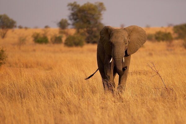 Elephant running on dry grass