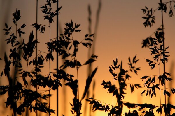 Erba al tramonto