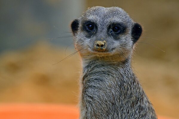 One meerkat close-up