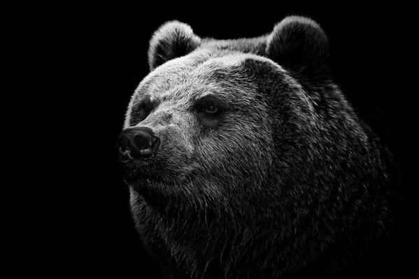 Bear s head on a black background