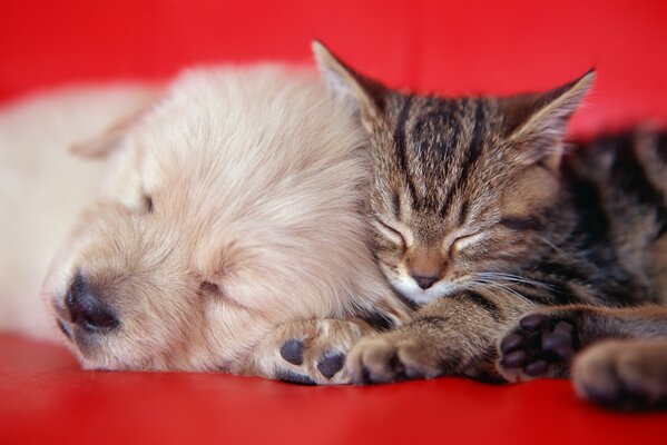 A cat and a puppy on a red sofa