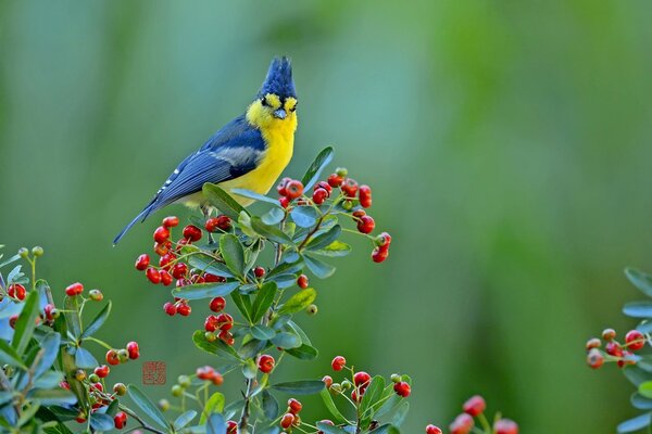 Сине-желтая птица сидит на ветке с красными ягодами