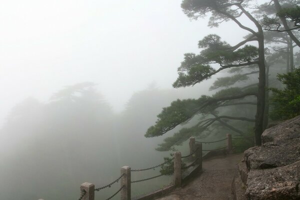 Morning fog on the road through the pine forest