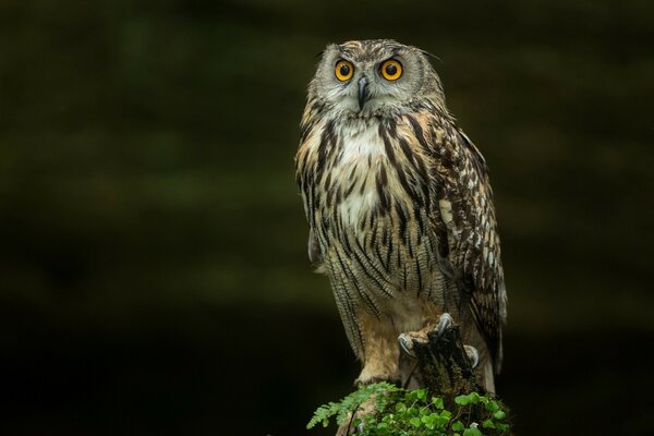 Beautiful owl in the wild