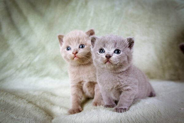 Dos pequeños gatitos de color gris