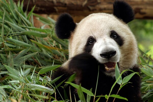 Hungry panda chews bamboo